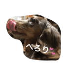 愛犬達の日常（個別スタンプ：6）