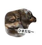 愛犬達の日常（個別スタンプ：13）