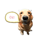 PurePan Golden retriever V.2（個別スタンプ：3）