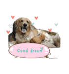 PurePan Golden retriever V.2（個別スタンプ：6）