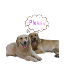 PurePan Golden retriever V.2（個別スタンプ：14）