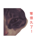 CatLife'18（個別スタンプ：8）