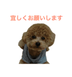 toy  poodle marron（個別スタンプ：2）