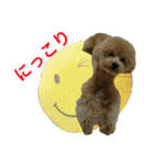 toy  poodle marron（個別スタンプ：3）