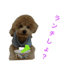 toy  poodle marron（個別スタンプ：4）