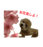 toy  poodle marron（個別スタンプ：5）