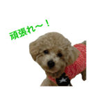 toy  poodle marron（個別スタンプ：7）