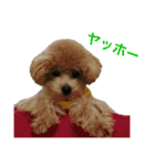 toy  poodle marron（個別スタンプ：8）