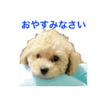 toy  poodle marron（個別スタンプ：12）