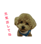 toy  poodle marron（個別スタンプ：14）