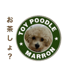 toy  poodle marron（個別スタンプ：15）