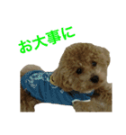 toy  poodle marron（個別スタンプ：16）