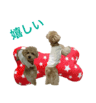 toy  poodle marron（個別スタンプ：17）