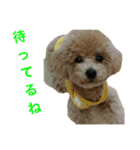 toy  poodle marron（個別スタンプ：18）