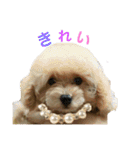 toy  poodle marron（個別スタンプ：19）