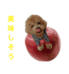 toy  poodle marron（個別スタンプ：21）