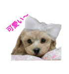 toy  poodle marron（個別スタンプ：22）