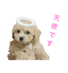 toy  poodle marron（個別スタンプ：23）