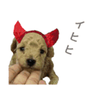 toy  poodle marron（個別スタンプ：24）