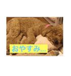 犬ですけど、なにか？ 1（個別スタンプ：5）