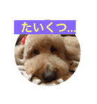 犬ですけど、なにか？ 1（個別スタンプ：11）