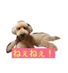 犬ですけど、なにか？ 1（個別スタンプ：13）