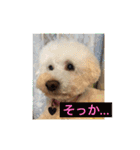 犬ですけど、なにか？ 1（個別スタンプ：20）