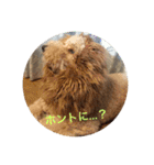 犬ですけど、なにか？ 1（個別スタンプ：22）