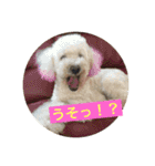 犬ですけど、なにか？ 1（個別スタンプ：25）