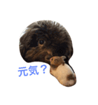 犬ですけど、なにか？ 1（個別スタンプ：28）