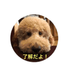 犬ですけど、なにか？ 1（個別スタンプ：40）