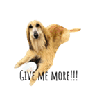 An afghan hound（個別スタンプ：1）