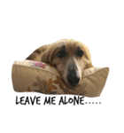 An afghan hound（個別スタンプ：3）