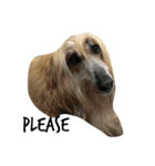 An afghan hound（個別スタンプ：4）