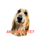 An afghan hound（個別スタンプ：10）