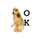 An afghan hound（個別スタンプ：11）