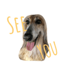 An afghan hound（個別スタンプ：17）