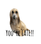 An afghan hound（個別スタンプ：18）