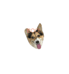 Soyu The Corgi（個別スタンプ：7）