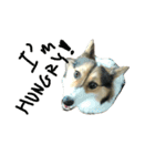 Soyu The Corgi（個別スタンプ：18）