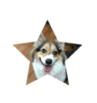 Soyu The Corgi（個別スタンプ：22）