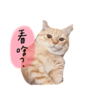 A Rou is a cat（個別スタンプ：1）