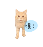 A Rou is a cat（個別スタンプ：2）