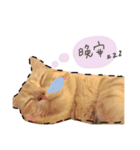 A Rou is a cat（個別スタンプ：5）