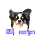 ChiWaWa Crazy LiFe o(^_^)o（個別スタンプ：8）