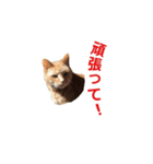 Cat phot（個別スタンプ：4）