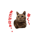 Cat phot（個別スタンプ：8）