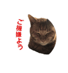 Cat phot（個別スタンプ：10）