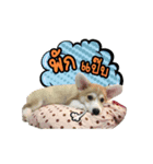 Lunar ＆ BlueSky Corgi（個別スタンプ：4）