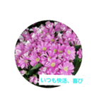 花と花言葉（個別スタンプ：3）